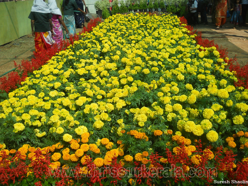 flower-show-2012 (16)